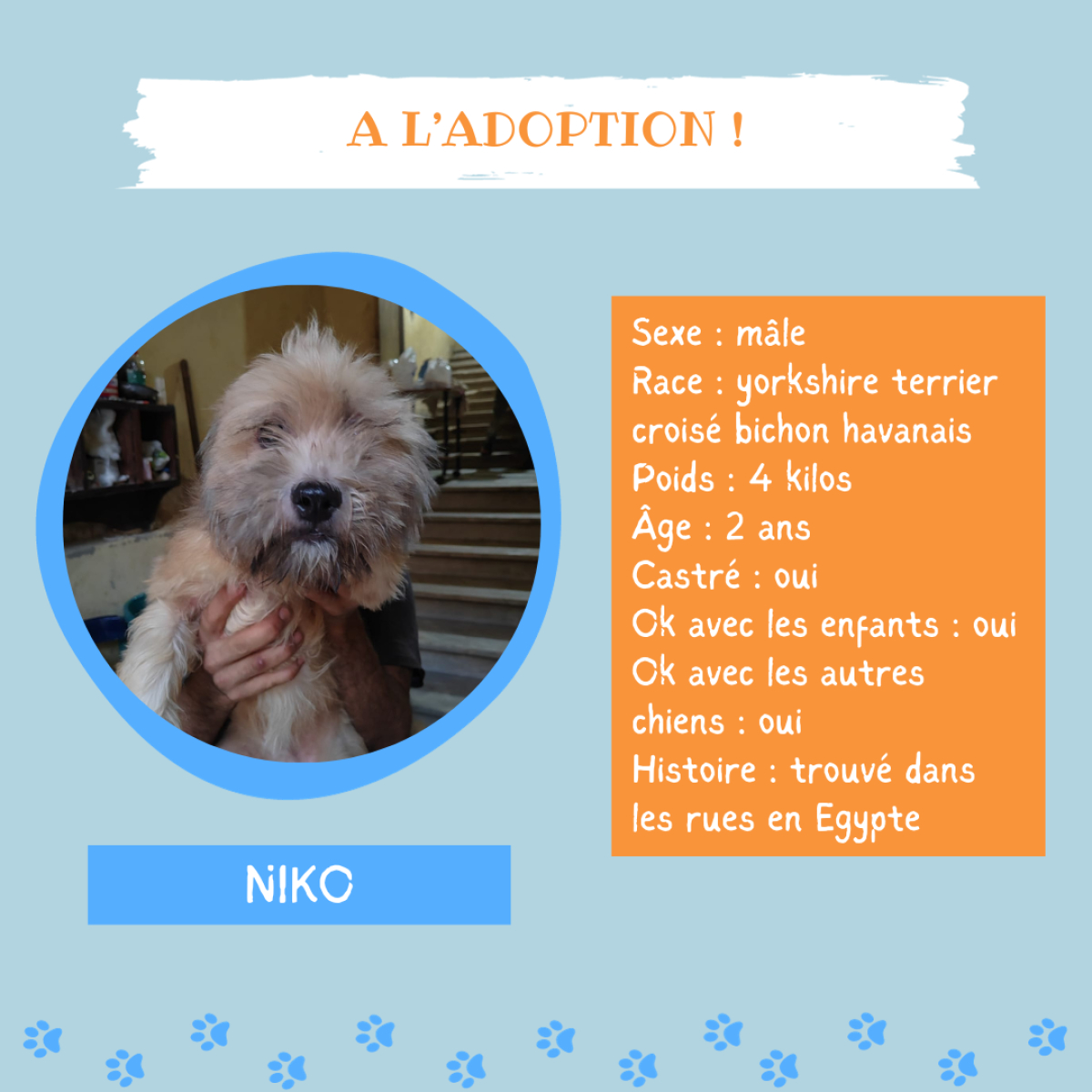 Adoption / Adoption de chien - Adoptez NIKO