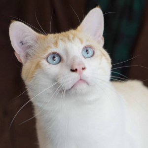 Adoption Adoption De Chat Logo Male Red Point De Type Europeen Ne Le 22 04 15