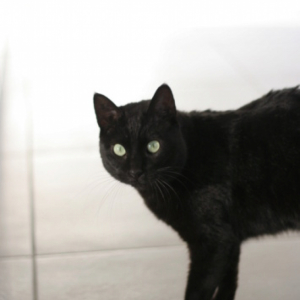 Adoption Adoption De Chat Kent Male Noir De Type Europeen Ne Le 01 09 16