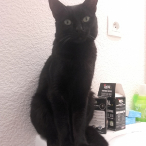 Adoption Adoption De Chat Nott Male Noir De Type Europeen Ne En Mai 17